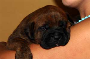 El Mastiff, Castro-Castalia Bullmastiffs