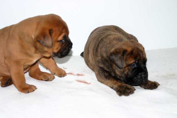 Cuado Nuestro amigo se va, Castro-Castalia Bullmastiffs