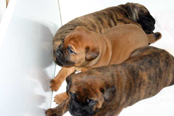 El Mastiff, Castro-Castalia Bullmastiffs