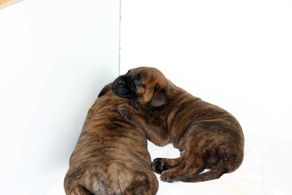 El Mastiff, Castro-Castalia Bullmastiffs