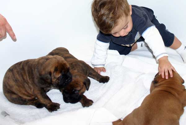 Camada Chuches, Castro-Castalia Bullmastiffs