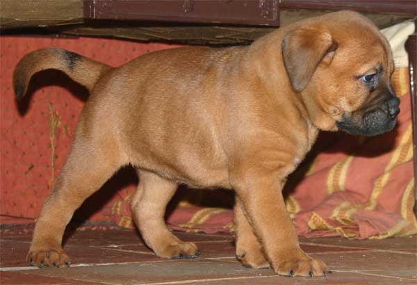 Castro-Castalia Bullmastiffs