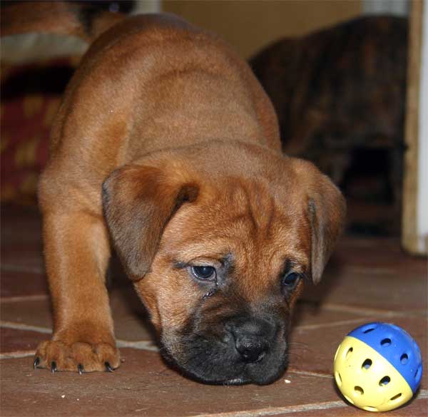 El osteosarcoma, incidencia de la enfermedad en la raza Bullmastiff, Castro-Castalia Bullmastiffs