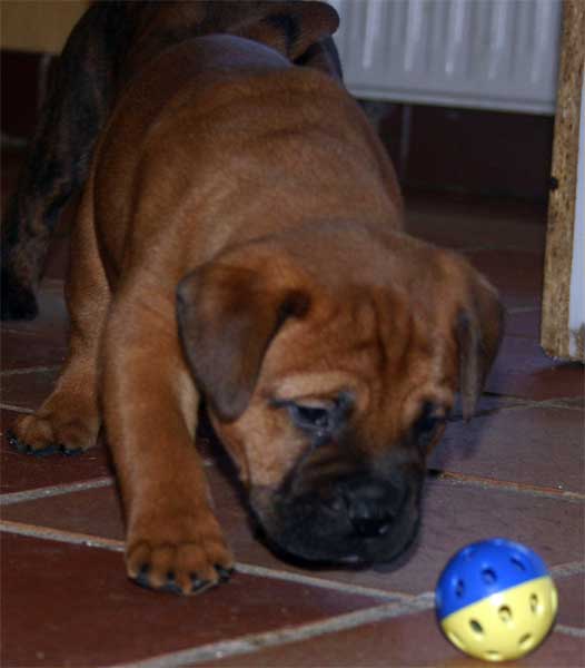 Camada Chuches de Castro-Castalia Bullmastiffs