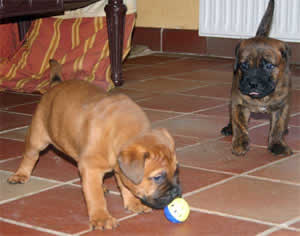 Proximas camadas de  Castro-Castalia Bullmastiffs