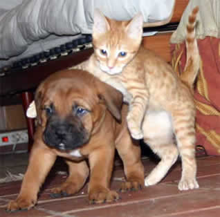 Gatos, Animales Magicos y Diferentes, Castro-Castalia Bullmastiffs