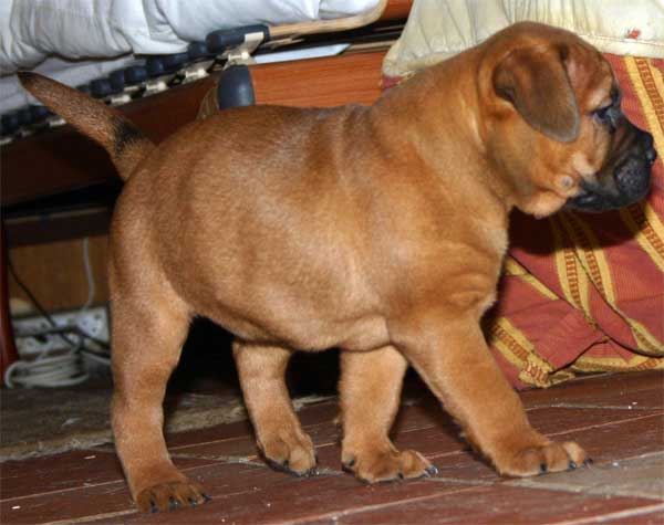 La osteodistrofia hipertrofica, incidencia de la enfermedad en la raza Bullmastiff, Castro-Castalia Bullmastiffs