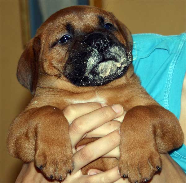 El Perro de Aguas Español, Castro-Castalia Bullmastiffs