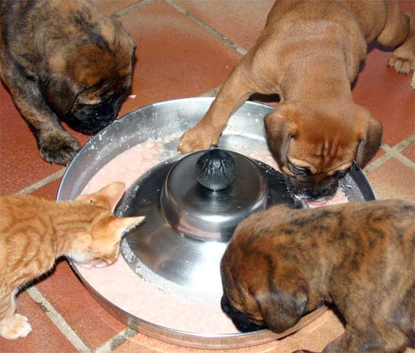 El Perro de Aguas Español, Castro-Castalia Bullmastiffs