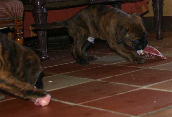 El Perro de Aguas Español, Castro-Castalia Bullmastiffs