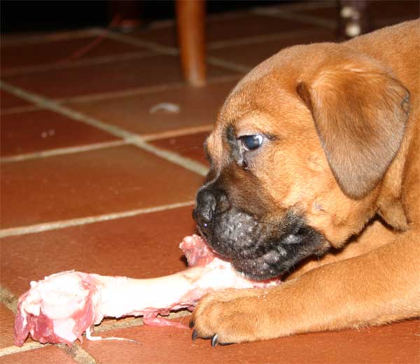 El Pastor del Pirineo, Castro-Castalia Bullmastiffs