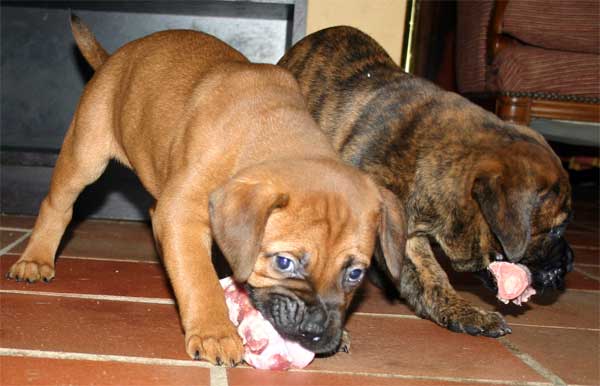 El Perro de Aguas Español, Castro-Castalia Bullmastiffs