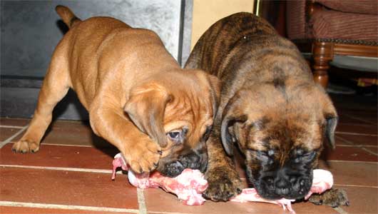 El Pastor del Pirineo, Castro-Castalia Bullmastiffs