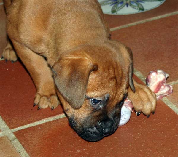 Animales peligrosos de la Fauna, Castro-Castalia Bullmastiffs