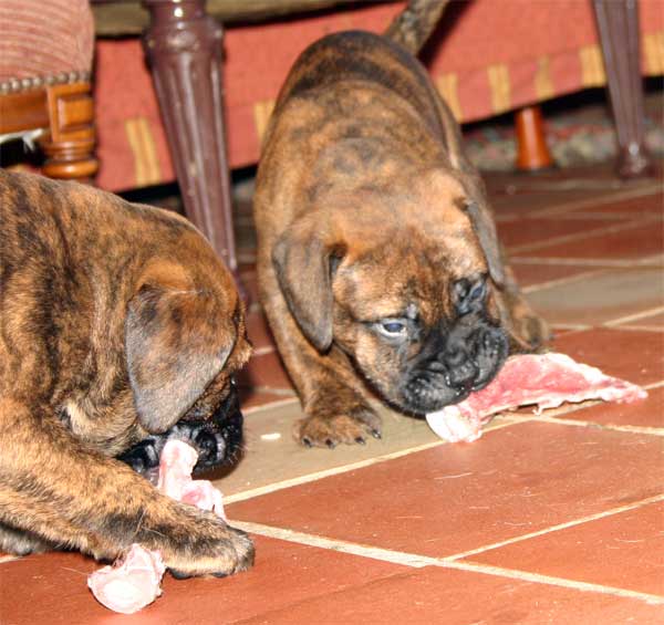 El Pastor del Pirineo, Castro-Castalia Bullmastiffs