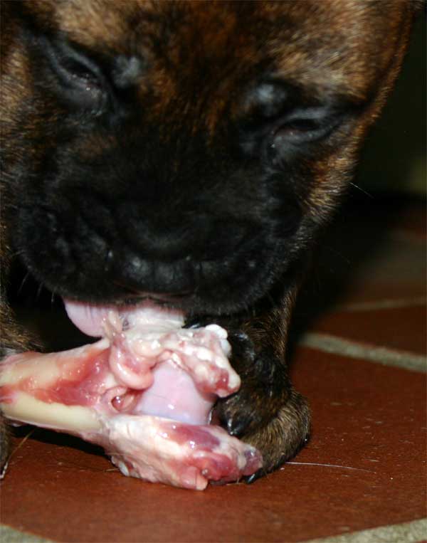 El Perro de Aguas Español, Castro-Castalia Bullmastiffs