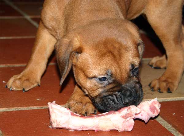 El Perro de Aguas Español, Castro-Castalia Bullmastiffs