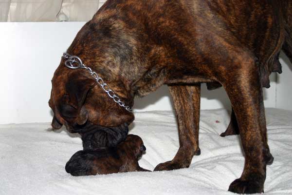 Ventajas del ayuno, Castro-Castalia Bullmastiffs