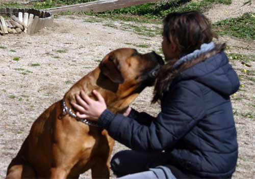 Troylo de Castro-Castalia Bullmastiffs