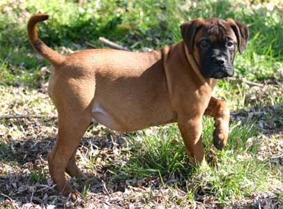 Manual de Nutricion Canina, necesidades, Castro-Castalia Bullmastiffs