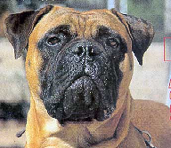 Cot Castro-Castalia Bullmastiffs