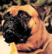 Blood Lines, Castro-Castalia Bullmastiffs