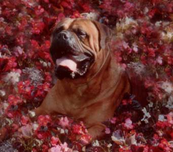 Hygiene and Grooming, Castro-Castalia Bullmastiffs