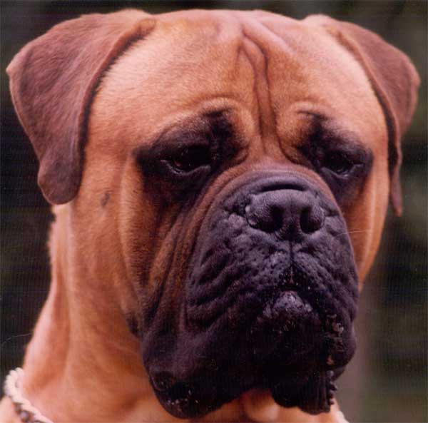 Manual de nutricion canina, la abesidad, el enemigo mortal de nuestra mascota, Castro-Castalia Bullmastiffs