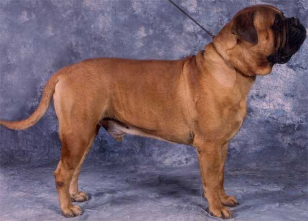 Xerxes de Castro-Castalia Bullmastiffs