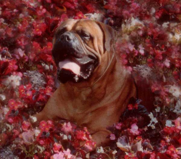 Las Pulgas, enemigo a batir, Castro-Castalia Bullmastiffs