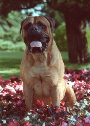 Flores de Bach, remedios naturales, aplicaciones, Castro-Castalia Bullmastiffs