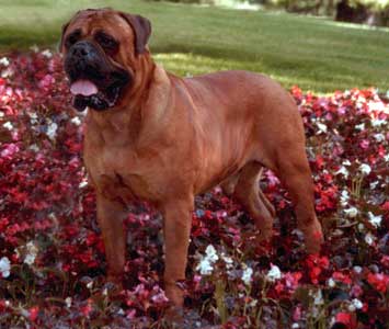 My Idea of a Bullmastiff, Castro-Castalia Bullmastiffs