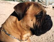 Castro-Castalia Bullmastiffs