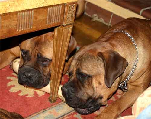 Problemas de salud de una Hembra post-parto, quiero hacer criar a mi perra, Castro-Castalia Bullmastiffs