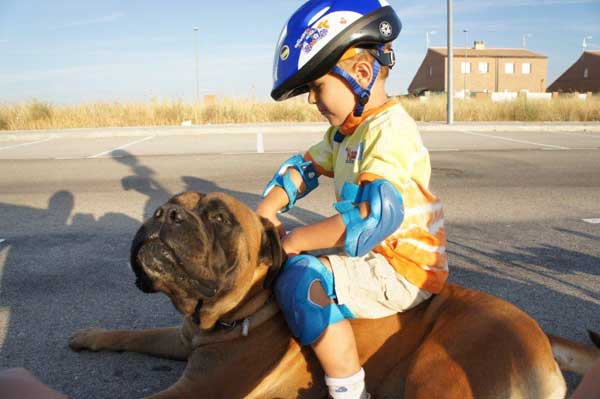 Castro-Castalia Bullmastiffs