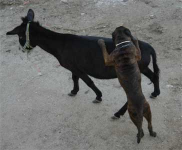 Tonton se enamora de: ¡la burra!, Anecdotas de Castro-Castalia Bullmastiffs, Tonton y el intento de una nueva raza Burrmastiffs