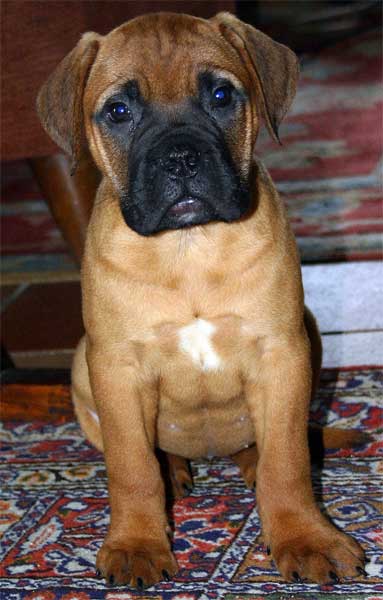 My Idea of a Bullmastiff, Castro-Castalia Bullmastiffs