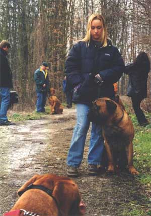 Manual del cachorro bullmastiff, Primeras salidas a la calle de un Castro-Castalia, Castro-Castalia Bullmastiffs