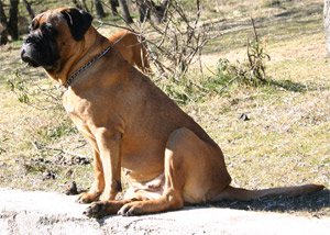 Salud de un Castro-Castalia, Castro-Castalia Bullmastiffs