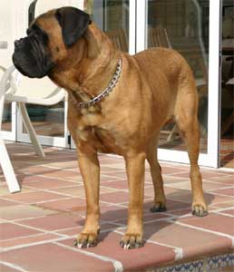 Blood Lines, Castro-Castalia Bullmastiffs