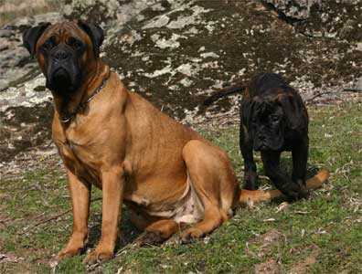 Nutricion de un Bullmastiff, Castro-Castalia Bullmastiffs