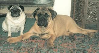 Nutrition of Bullmastiff, Castro-Castalia Bullmastiffs