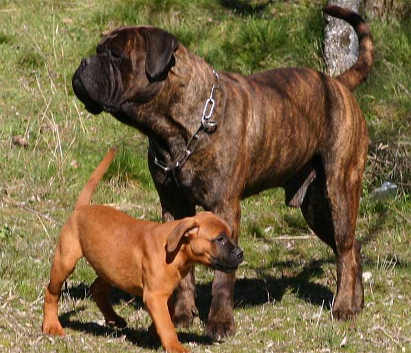 Sumision y Domiancia caninas, Castro-Castalia Bullmastiffs