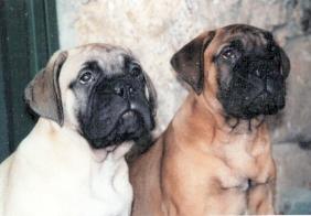 Manual de nutricion canina, como saber si esta sano nuestro perro esta sano, Castro-Castalia Bullmastiffs