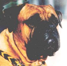 Blood Lines, Castro-Castalia Bullmastiffs