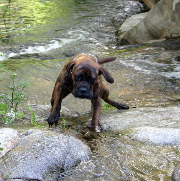 EL Viaje en Avion, Castro-Castalia Bullmastiffs