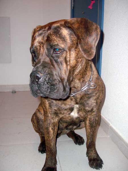 Castro-Castalia Bullmastiffs