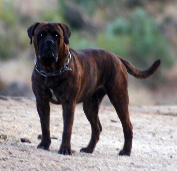 Proximas camadas de  Castro-Castalia Bullmastiffs