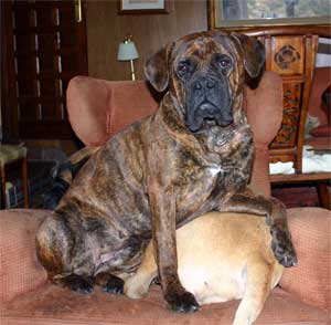 Castro-Castalia Bullmastiffs