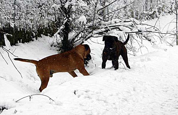 La Funcionalidad de un Bullmastiff, Castro-Castalia Bullmastiffs